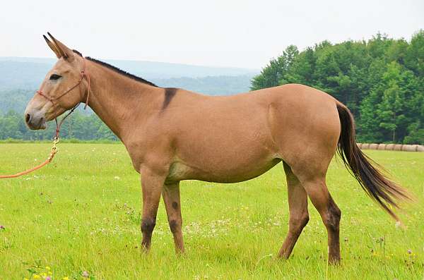 safe-mule-mare