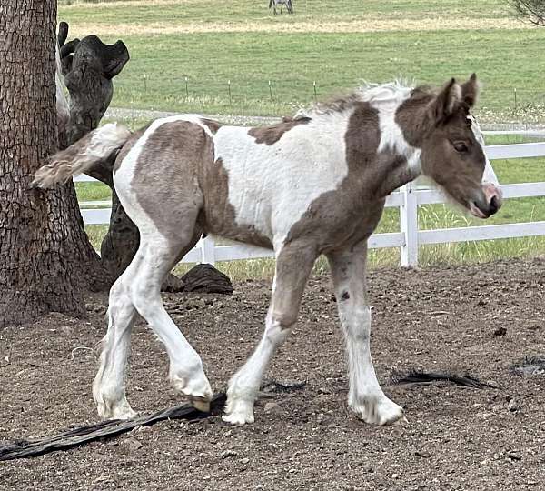 sabino-palomino-filly