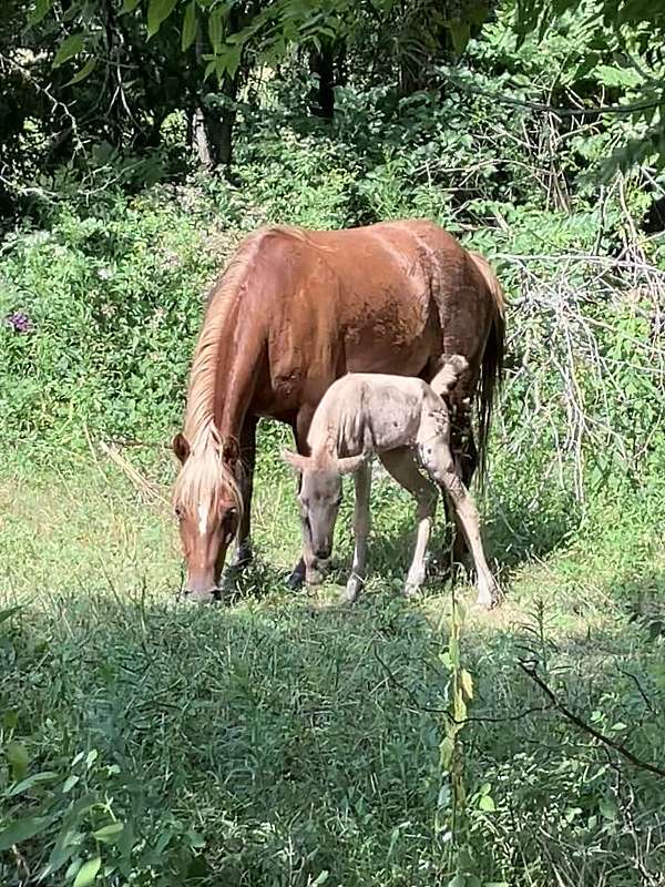 quarter-pony-mare