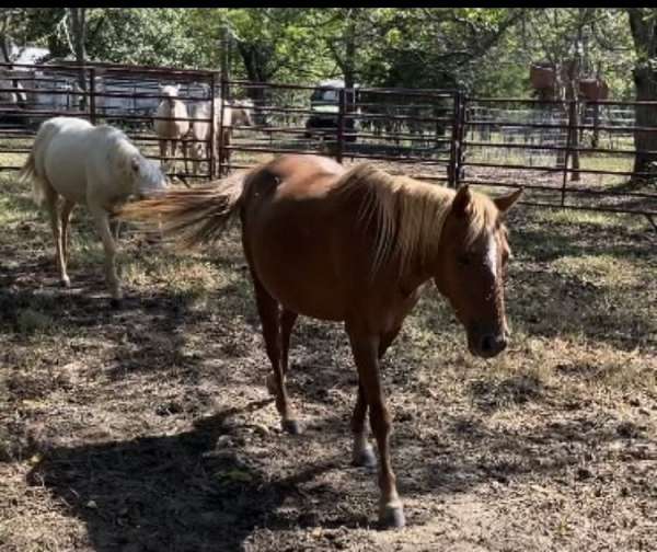 attentive-quarter-pony