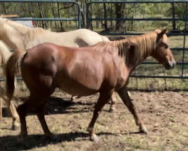 flaxen-quarter-pony