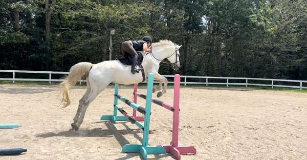 equitation-trakehner-horse