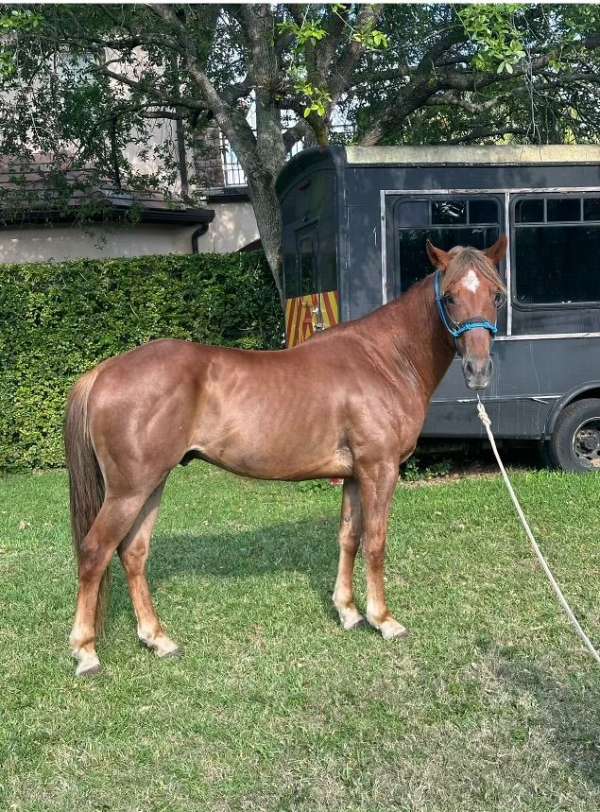 quarter-horse-gelding