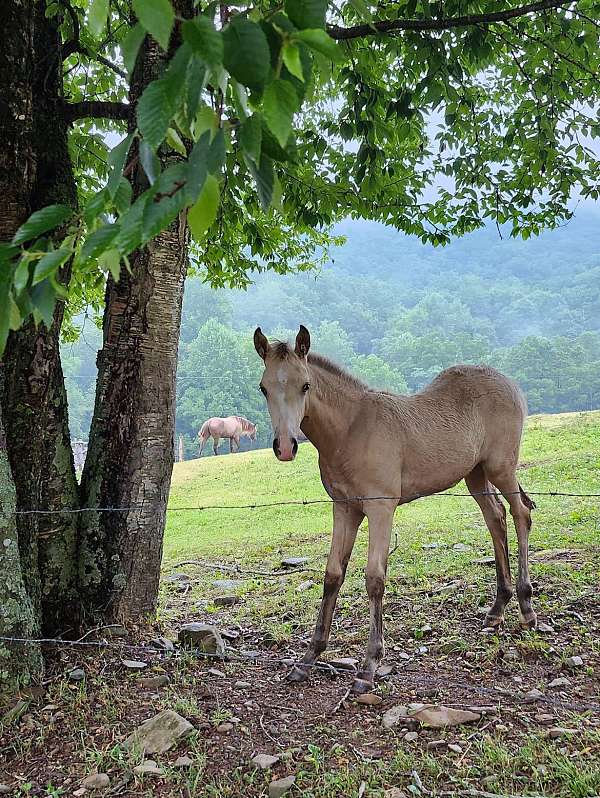 rocky-mountain-filly