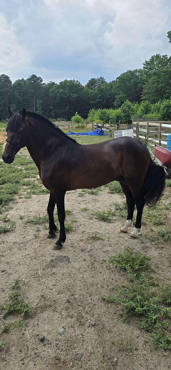 paso-fino-horse-for-sale