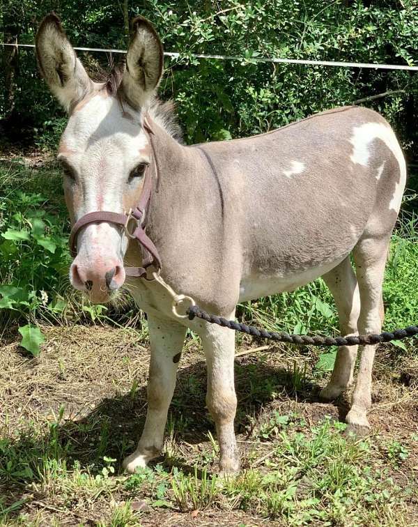 boy-donkey