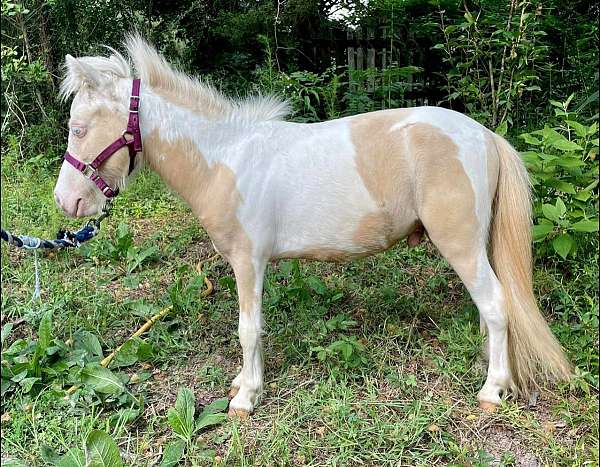 cremello-breeding-pony