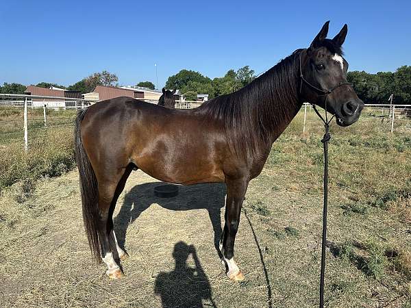 arabian-gelding