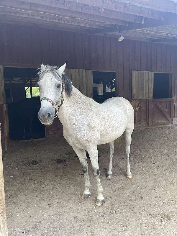 trail-trail-riding-paso-fino-pony