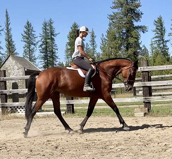 beautiful-mare-cleveland-bay-horse