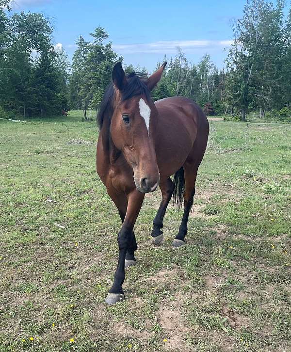 easy-to-catch-cleveland-bay-horse