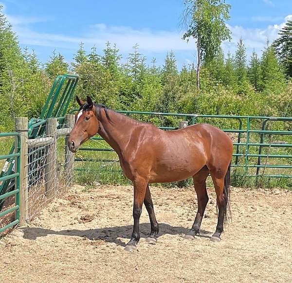 english-pleasure-cleveland-bay-horse