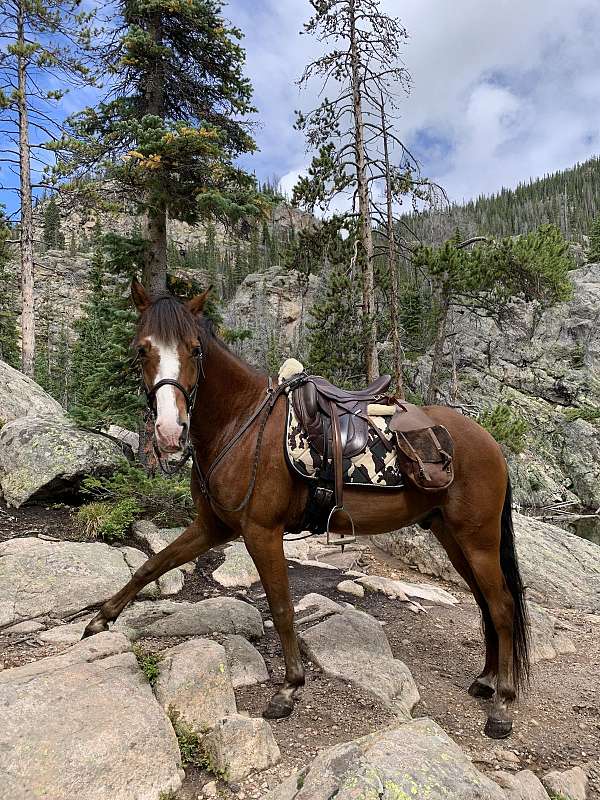 gaited-missouri-fox-trotter-horse