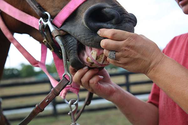 best-standardbred-horse