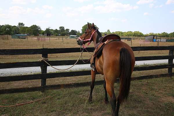 broodmare-prospect-standardbred-horse