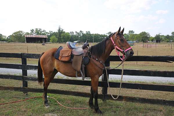 competitor-standardbred-horse