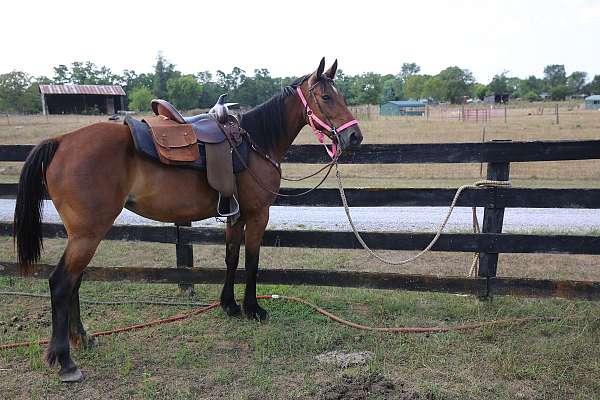 don-standardbred-horse