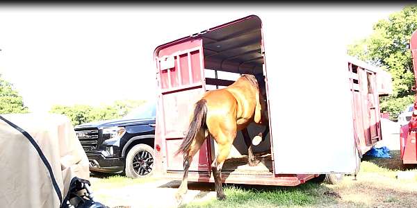 eager-standardbred-horse