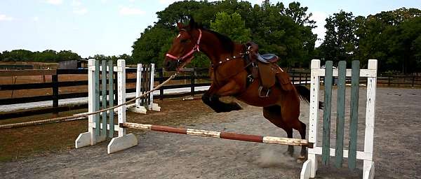 easy-going-started-but-green-jumper-hunter-fox-hunting-eventing-great-personality-wants-to-please-st