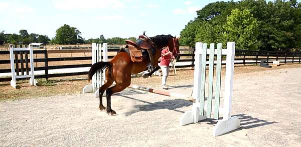 easy-going-started-but-green-jumper-hunter-fox-hunting-eventing-great-personality-wants-to-please-st