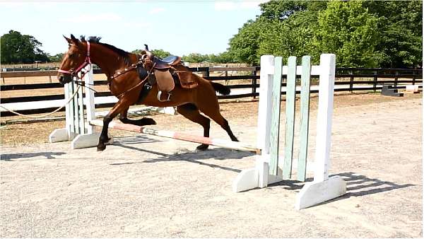 easy-going-started-but-green-jumper-hunter-fox-hunting-eventing-great-personality-wants-to-please-st