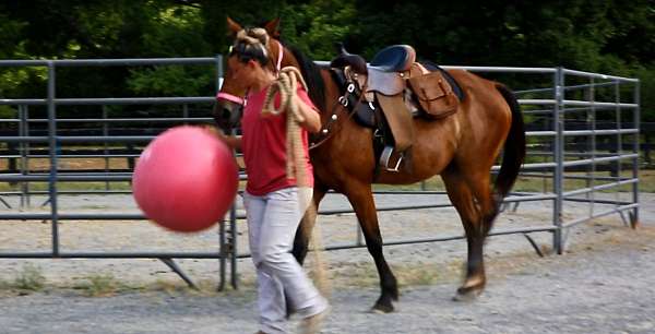 easy-going-started-but-green-jumper-hunter-fox-hunting-eventing-great-personality-wants-to-please-st