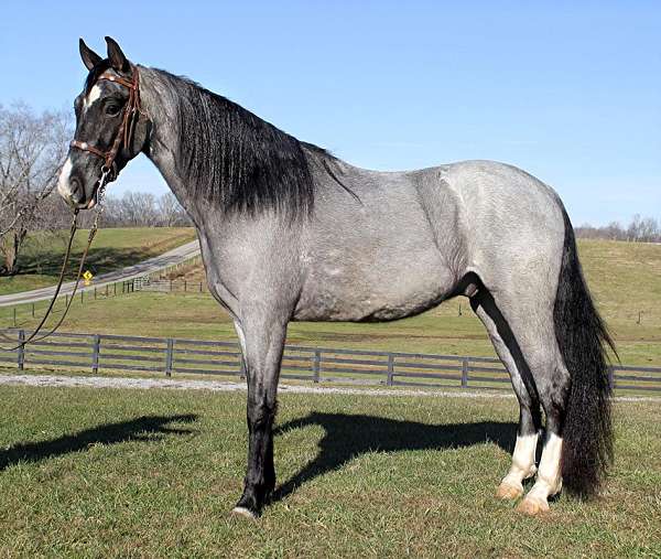 blue-roan-star-socks-horse