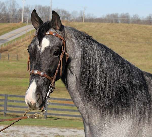 tennessee-walking-horse