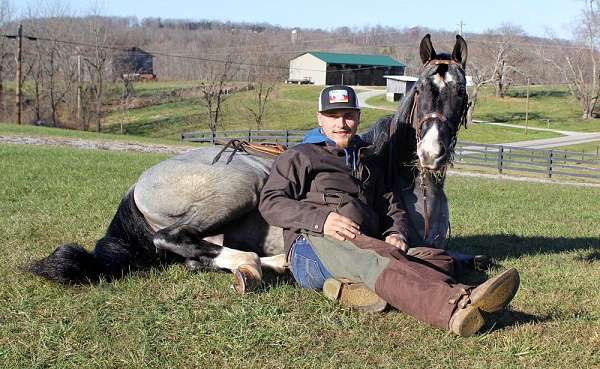 beginner-safe-tennessee-walking-horse