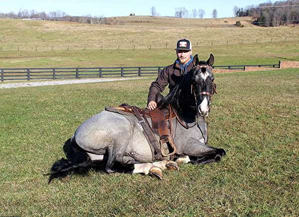 family-horse-tennessee-walking