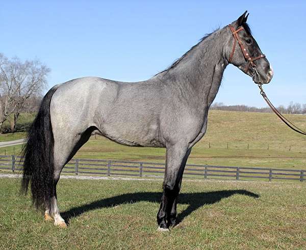 gaited-tennessee-walking-horse