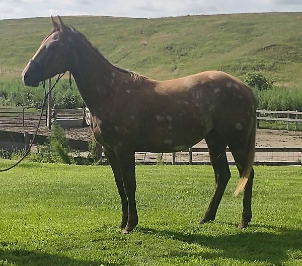 gelding-nebraska-quarter-horse