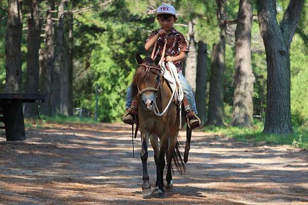 beginner-safe-quarter-pony