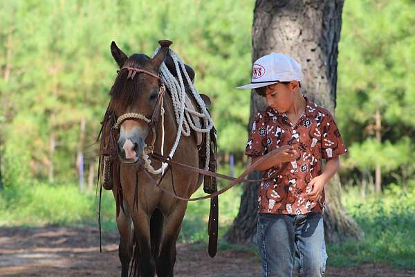 family-pony-quarter