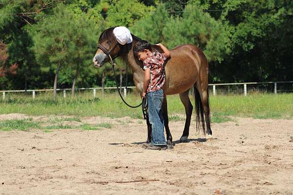 all-around-quarter-pony