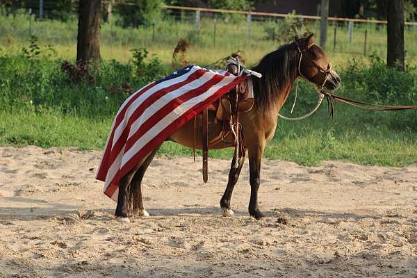 athletic-quarter-pony