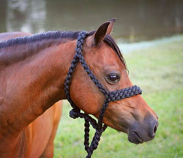 safe-shetland-pony