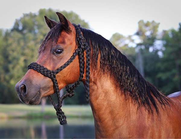 western-dressage-shetland-pony