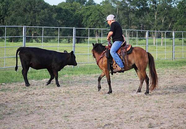 ranch-shetland-pony