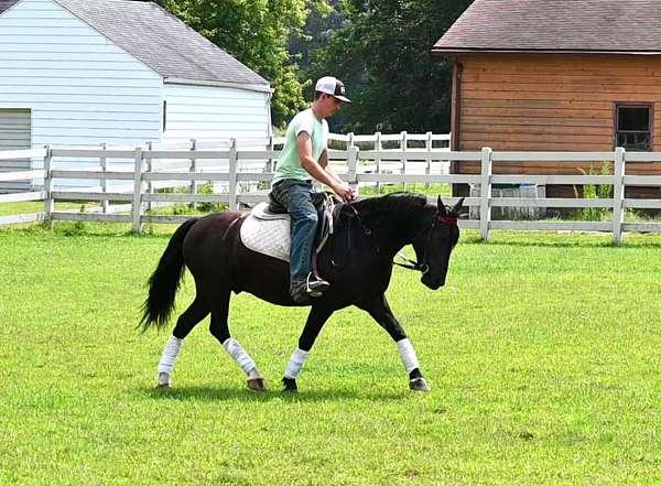 friesian-sport-pony-gelding