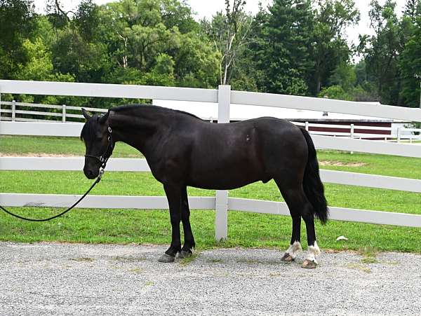 friesian-sport-pony