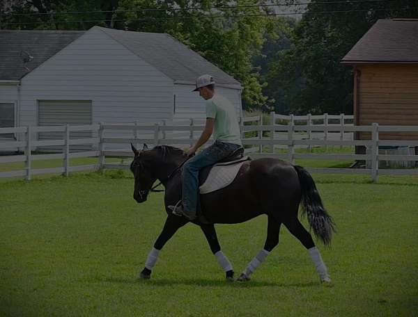 rear-socks-pony