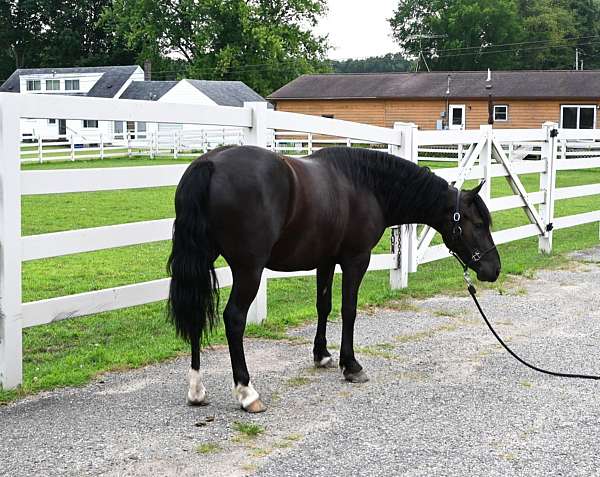 ranch-friesian-pony