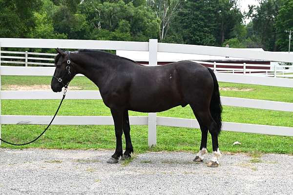 trail-friesian-pony