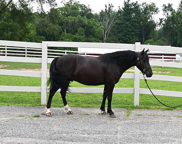 trick-friesian-pony