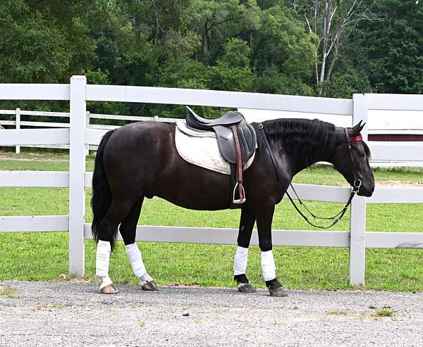 all-around-friesian-pony