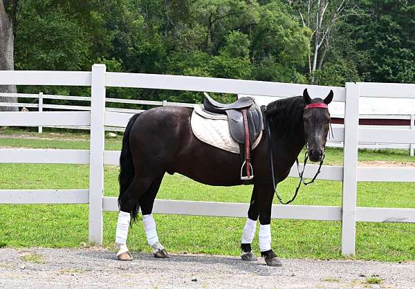 athletic-friesian-pony