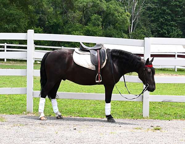 beginner-friesian-pony