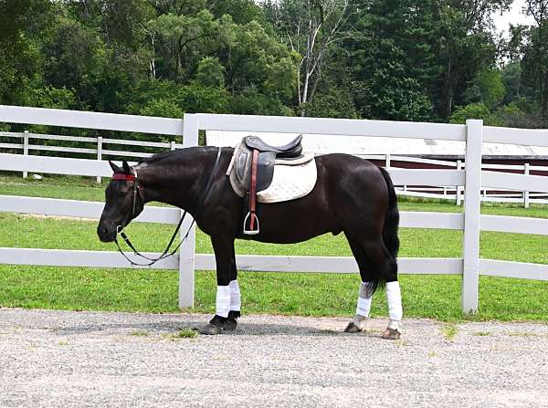 experienced-friesian-pony