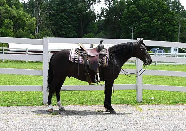 flashy-friesian-pony